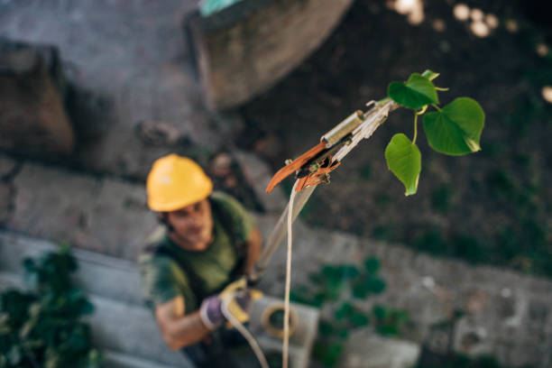 Best Seasonal Cleanup (Spring/Fall)  in Manhattan, NY