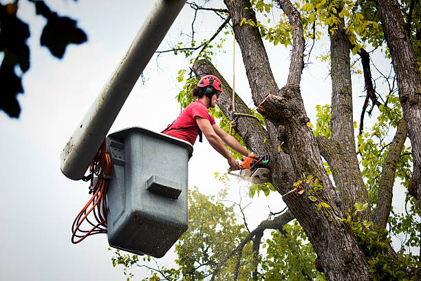 Best Utility Line Clearance  in Manhattan, NY